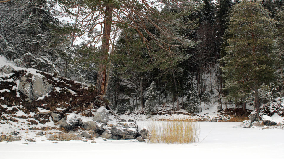 Foto Eibsee