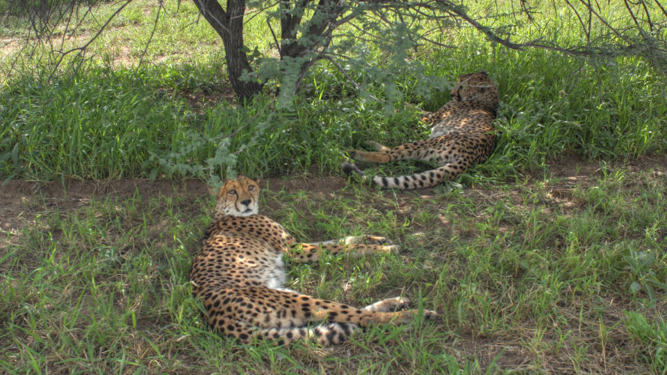 Geoparden in der Kalahari