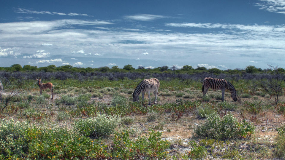 Zebras in der Kalahari