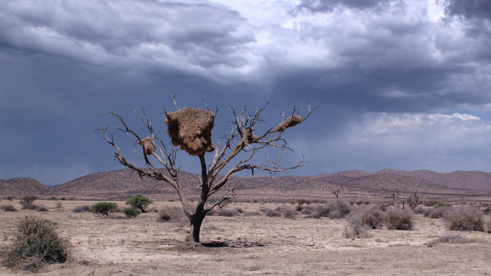 Vogelnester von Webervögel