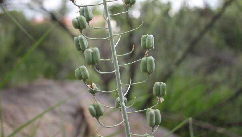 Namibische Botanik