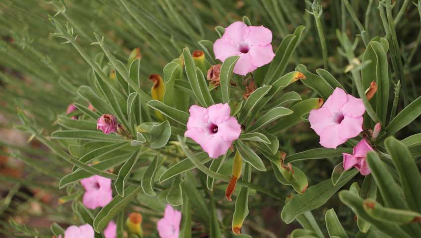 Foto Botanischer Garten Windhoek