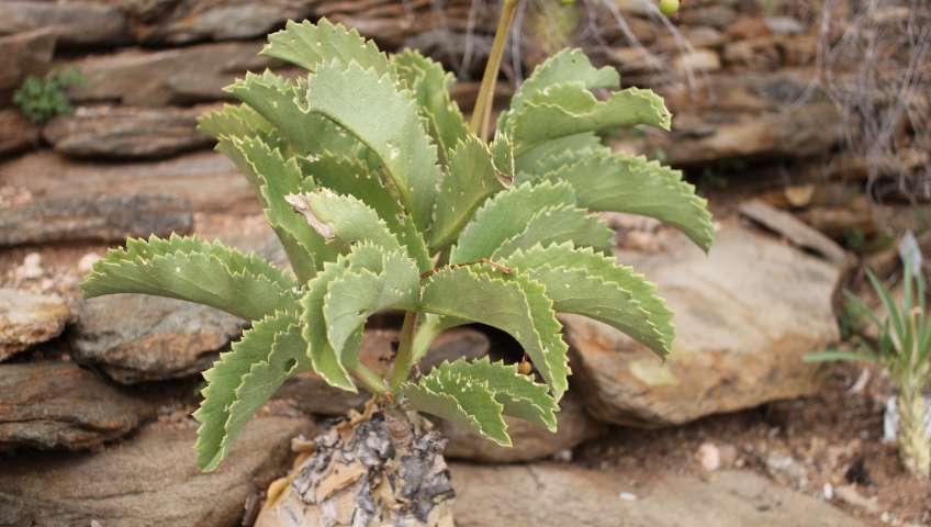 Namibische Botanik