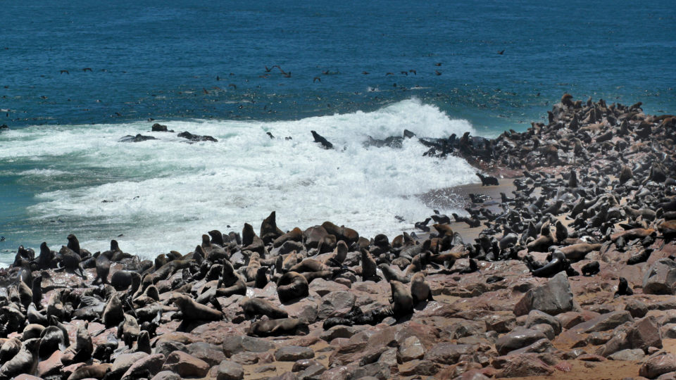 Robbenreservat am Kreuzkap