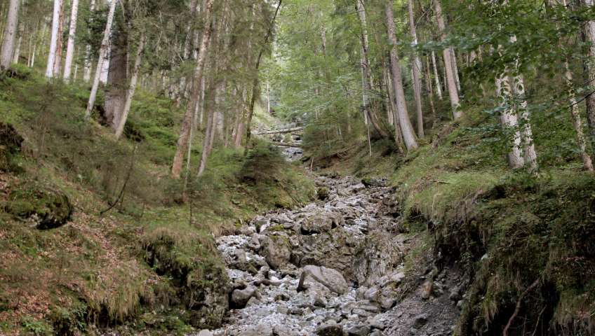 Foto Wald